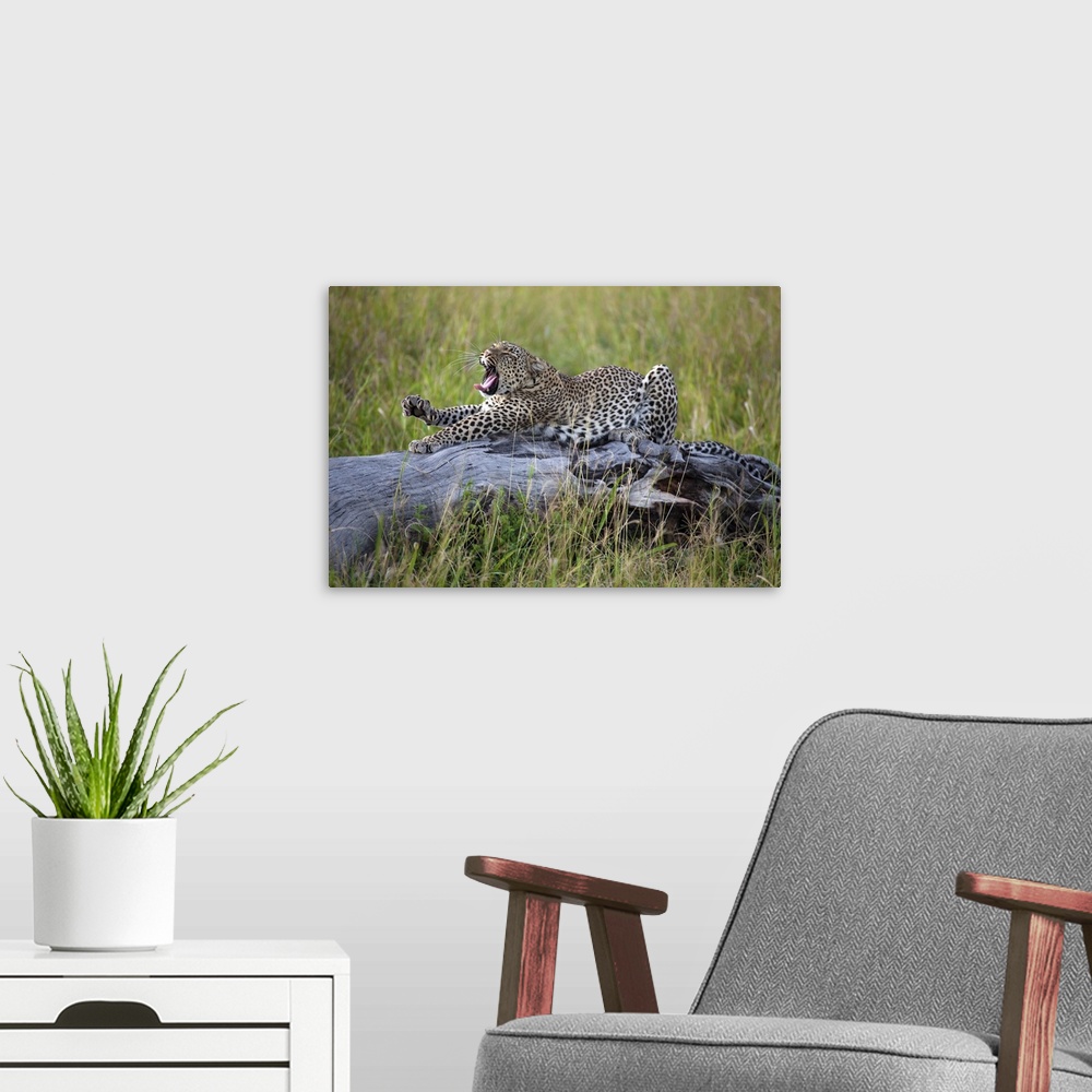 A modern room featuring A wild leopard yawning and stretching out on a log.