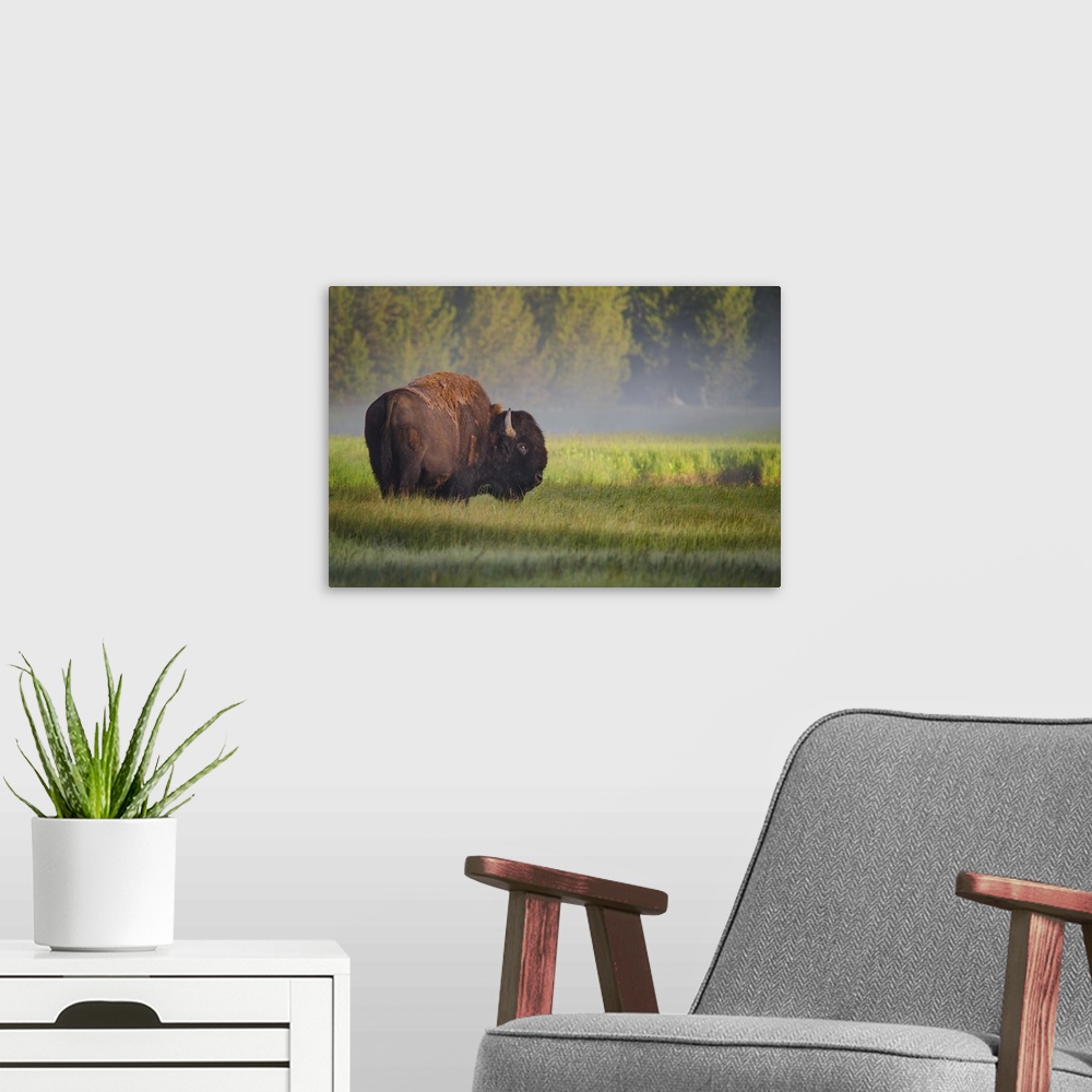 A modern room featuring A bison grazing in a field in Yellowstone on a misty morning.
