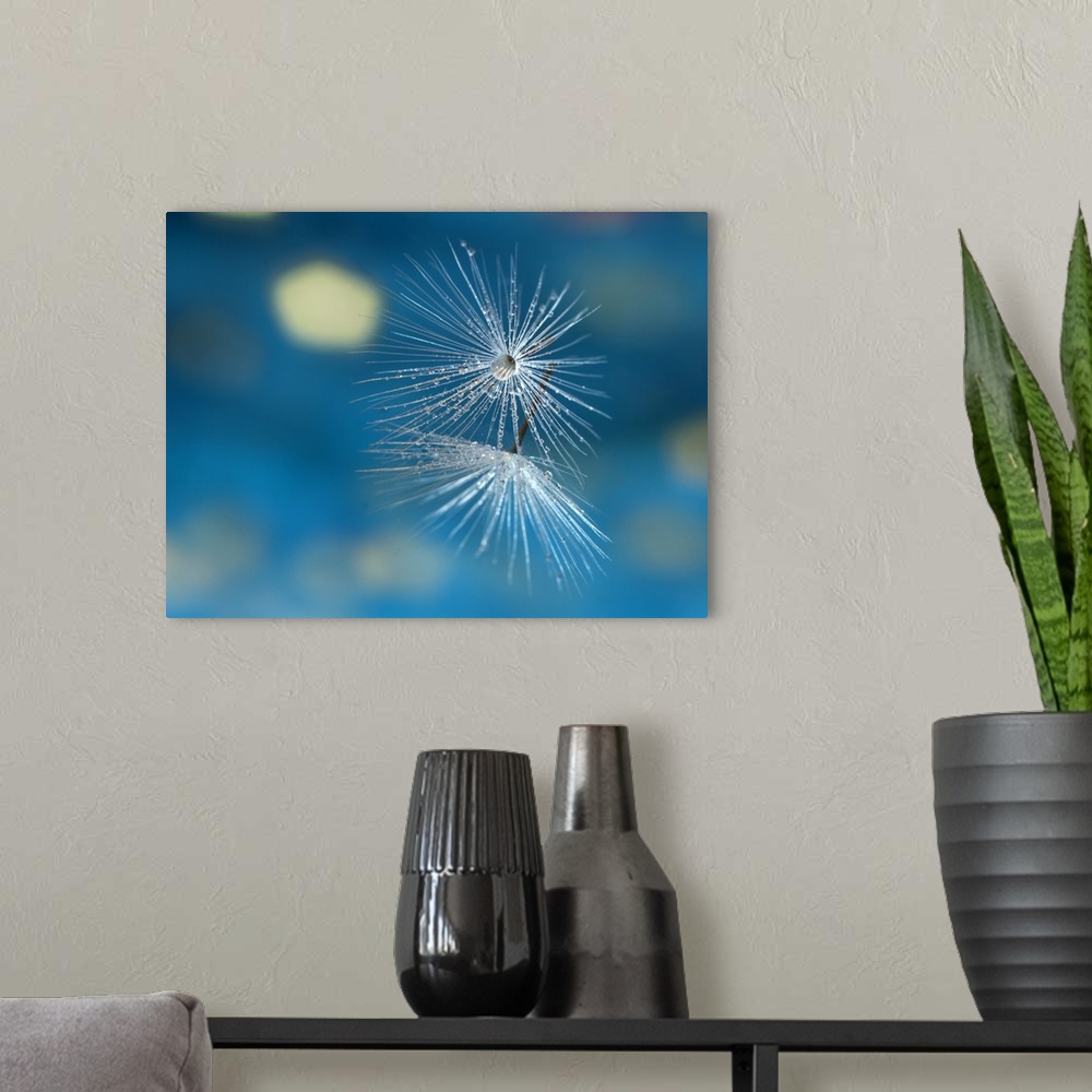 A modern room featuring Close up photo of two dandelion seeds on blue.