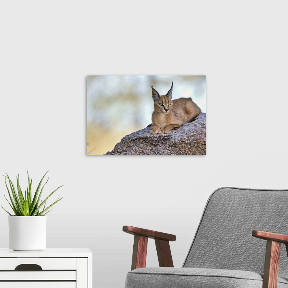 A modern room featuring A caracal with pointed ears laying on a rock.