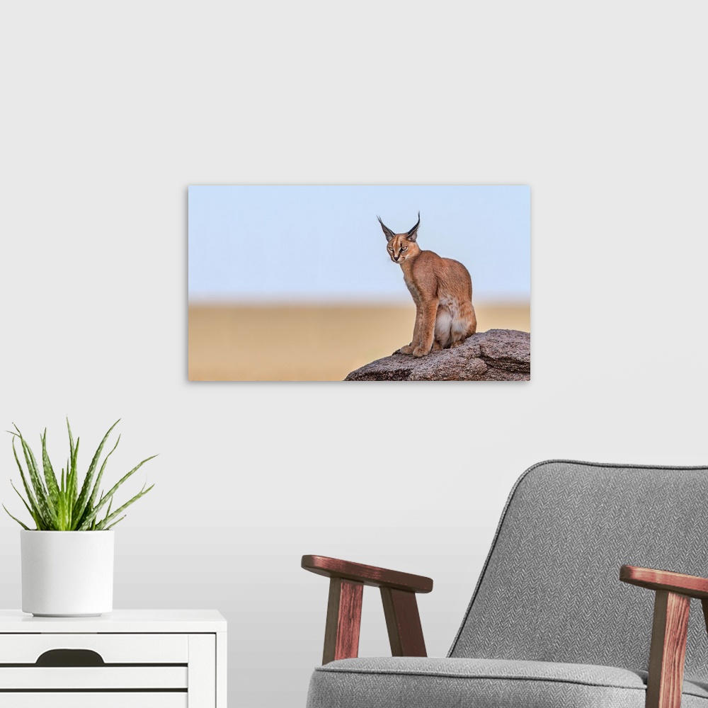A modern room featuring Photograph of a caracal sitting on a rock with a shallow depth of field.