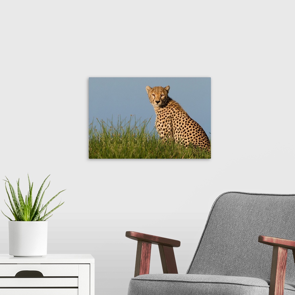 A modern room featuring Cheetah