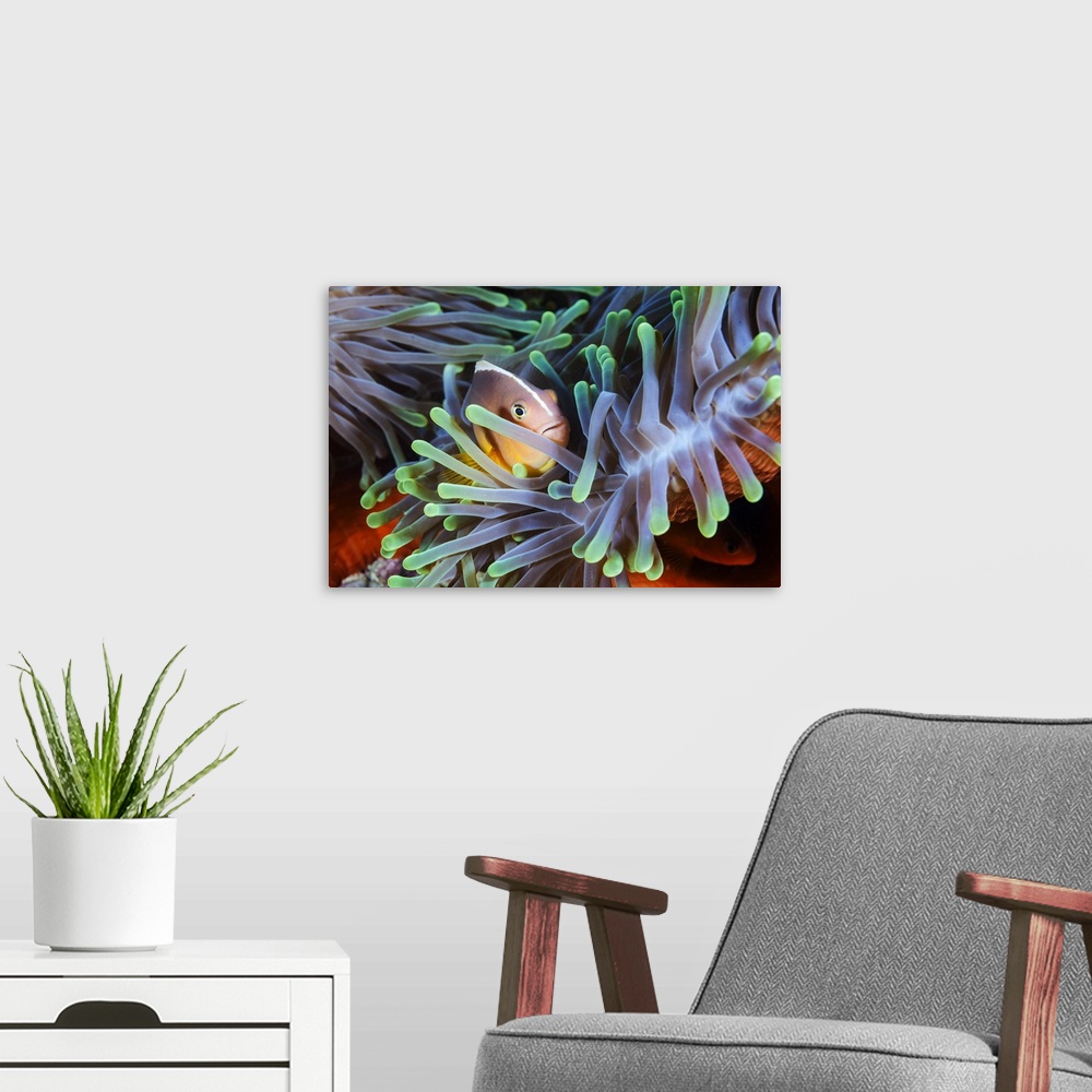 A modern room featuring A clownfish hiding in its colorful anemone home.