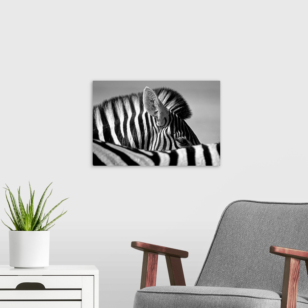 A modern room featuring Curious Zebra