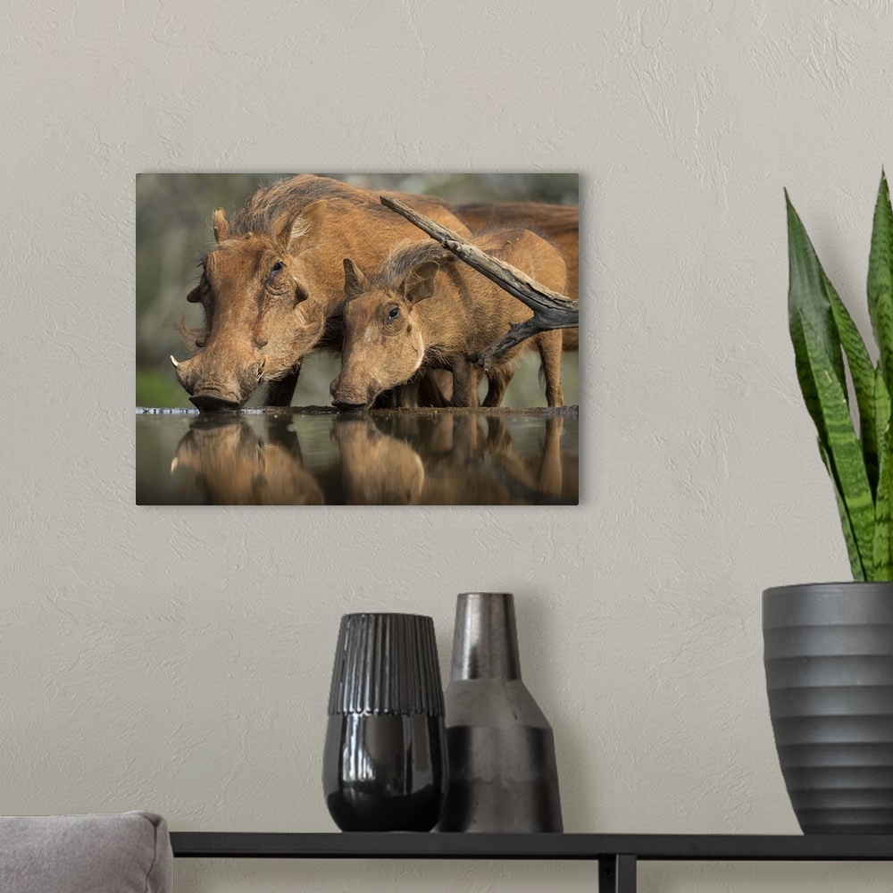 A modern room featuring Wildlife photograph of a mother a baby warthog drinking from a watering hole.