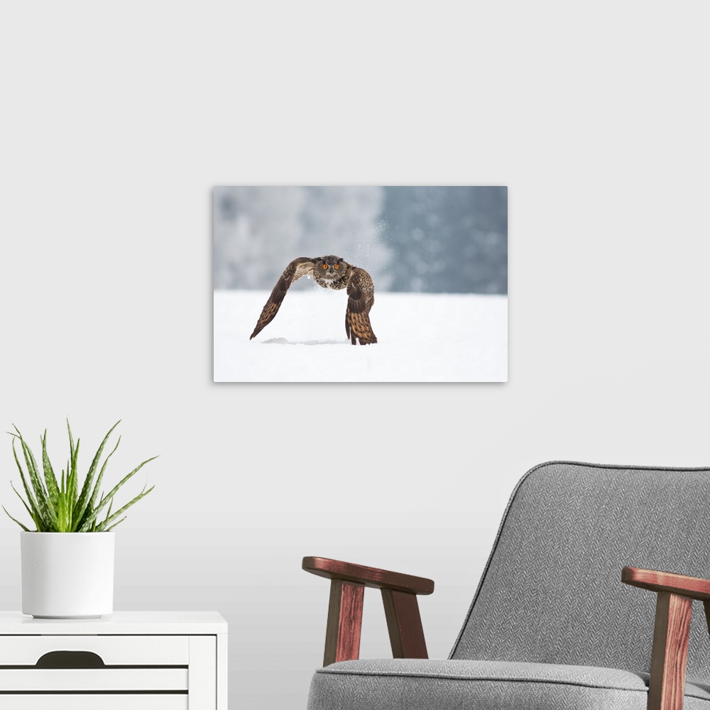 A modern room featuring Eurasian Eagle-Owl