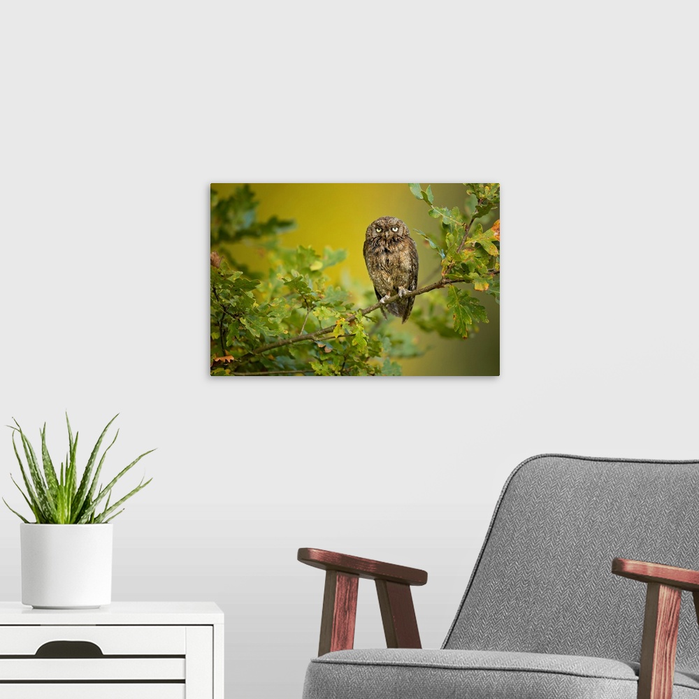 A modern room featuring Eurasian Scops Owl