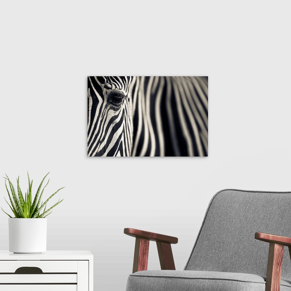 A modern room featuring A close up image of a Grevy's Zebra (Equus grevyi), also known as the imperial zebra. It is the l...