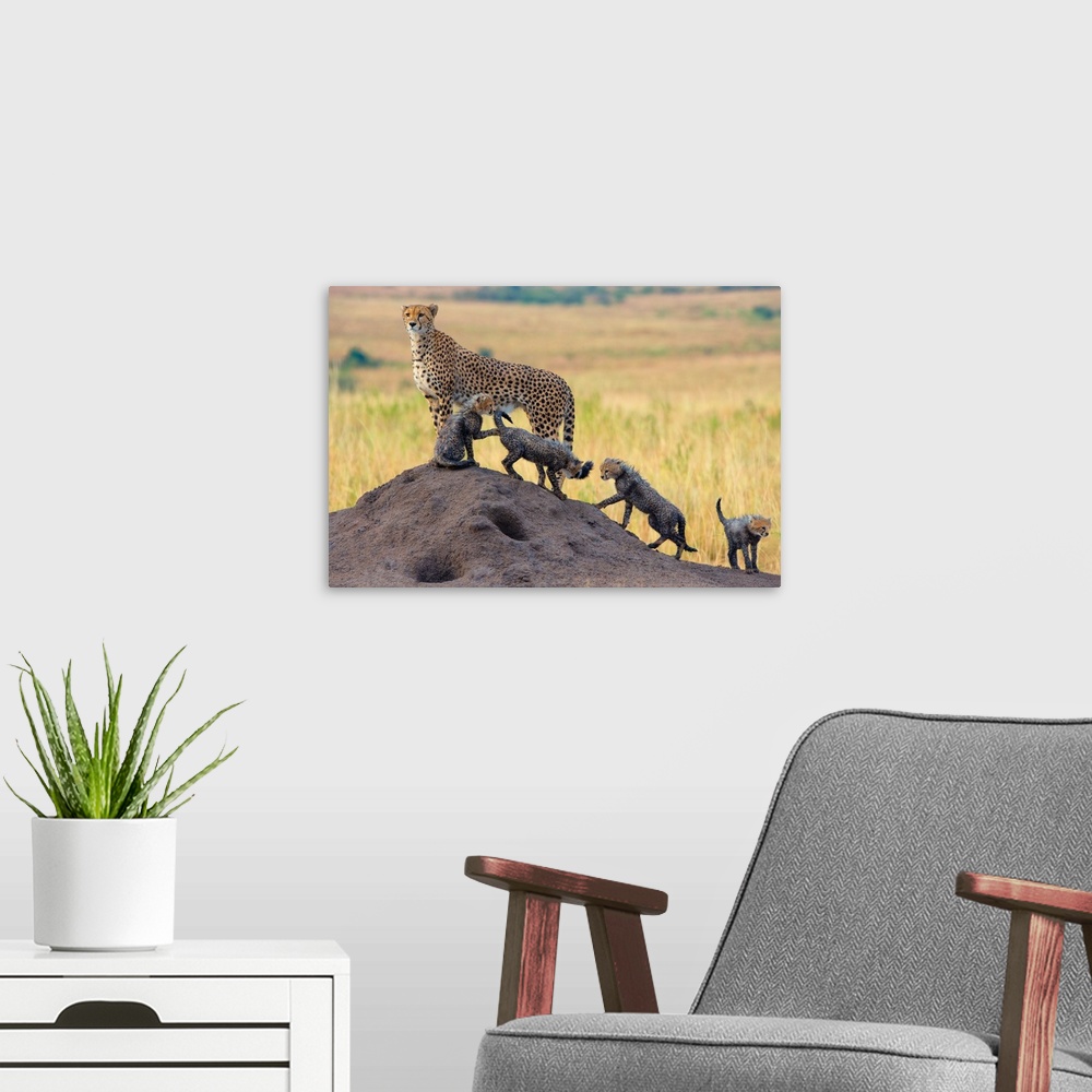 A modern room featuring A cheetah standing guard while her four cubs play.