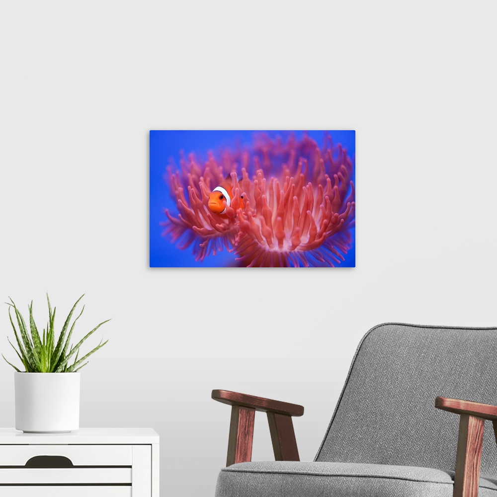 A modern room featuring Finding Nemo