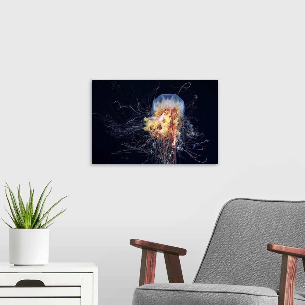 A modern room featuring Twisting tentacles of the Giant Cyanea capillata jellyfish.