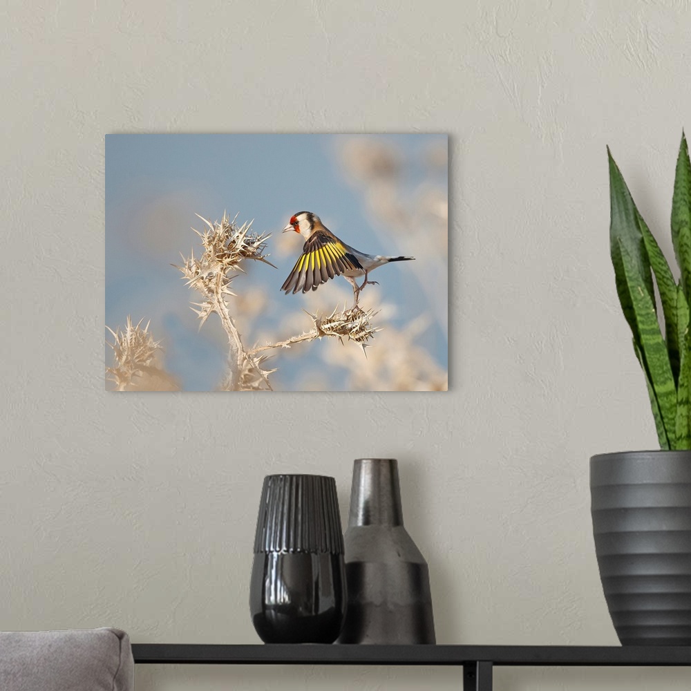 A modern room featuring Goldfinch - Careful