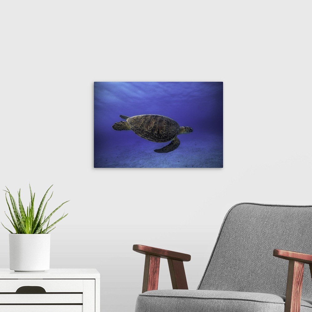 A modern room featuring A sea turtle swimming in deep blue ocean water.