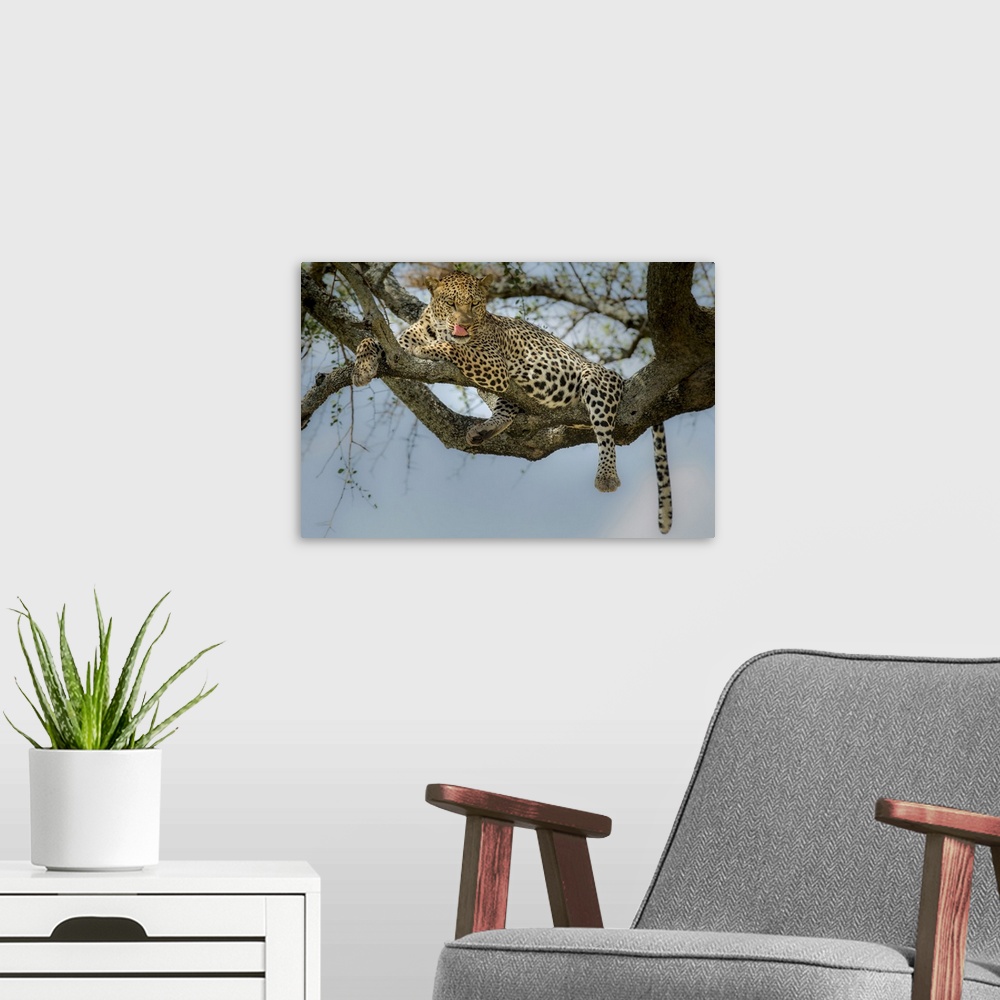 A modern room featuring Photograph of a leopard laying in a tree licking its lips.