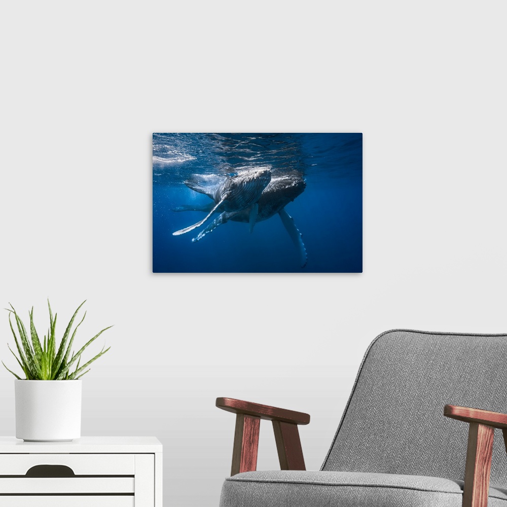 A modern room featuring A mother and her young calf swimming.