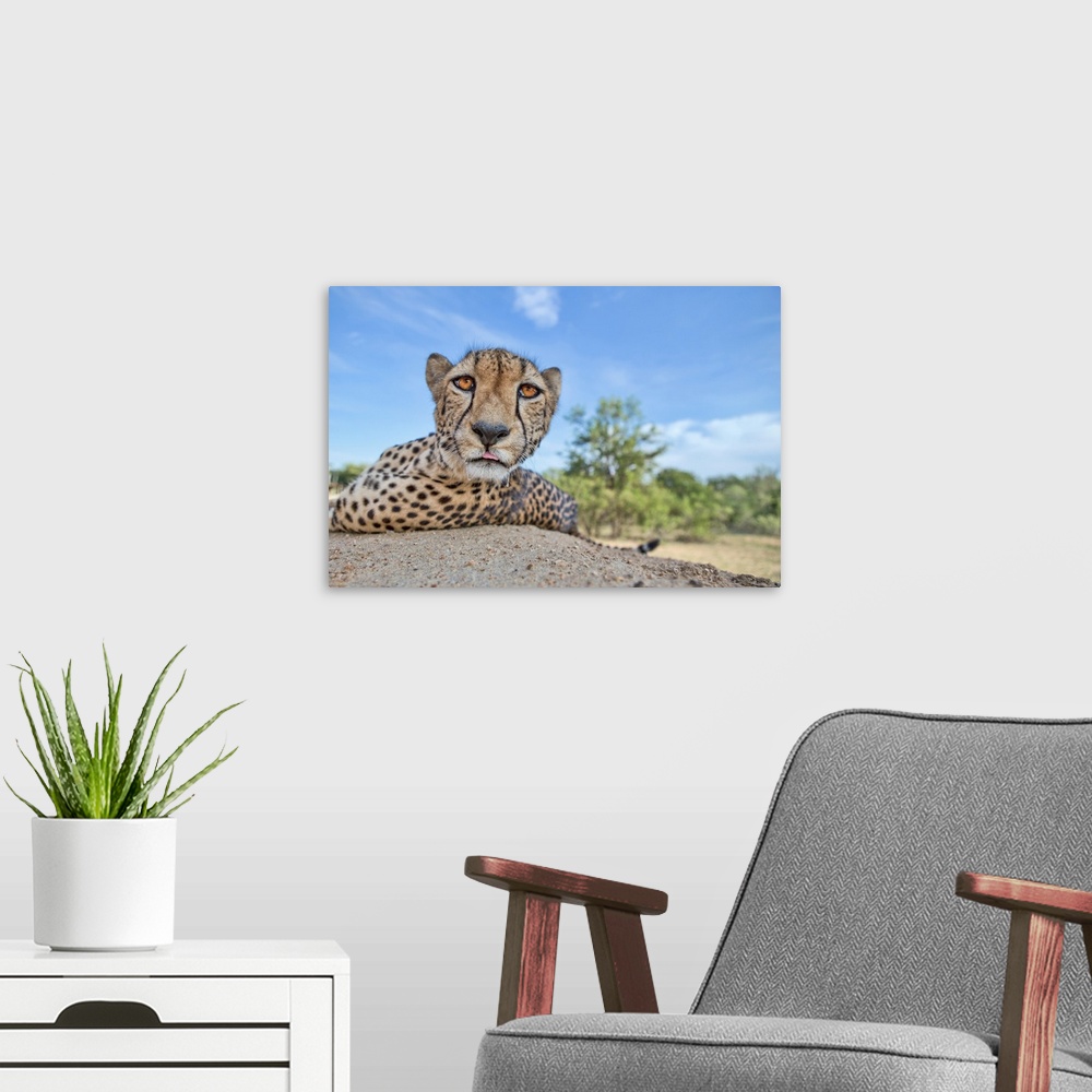 A modern room featuring Close up of a cheetah licking its chops and staring with deep orange eyes.