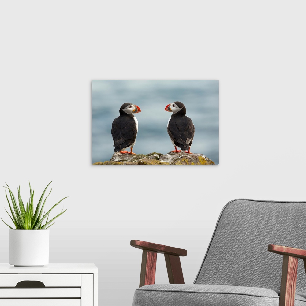 A modern room featuring Two puffins looking sweetly at each other, Iceland.