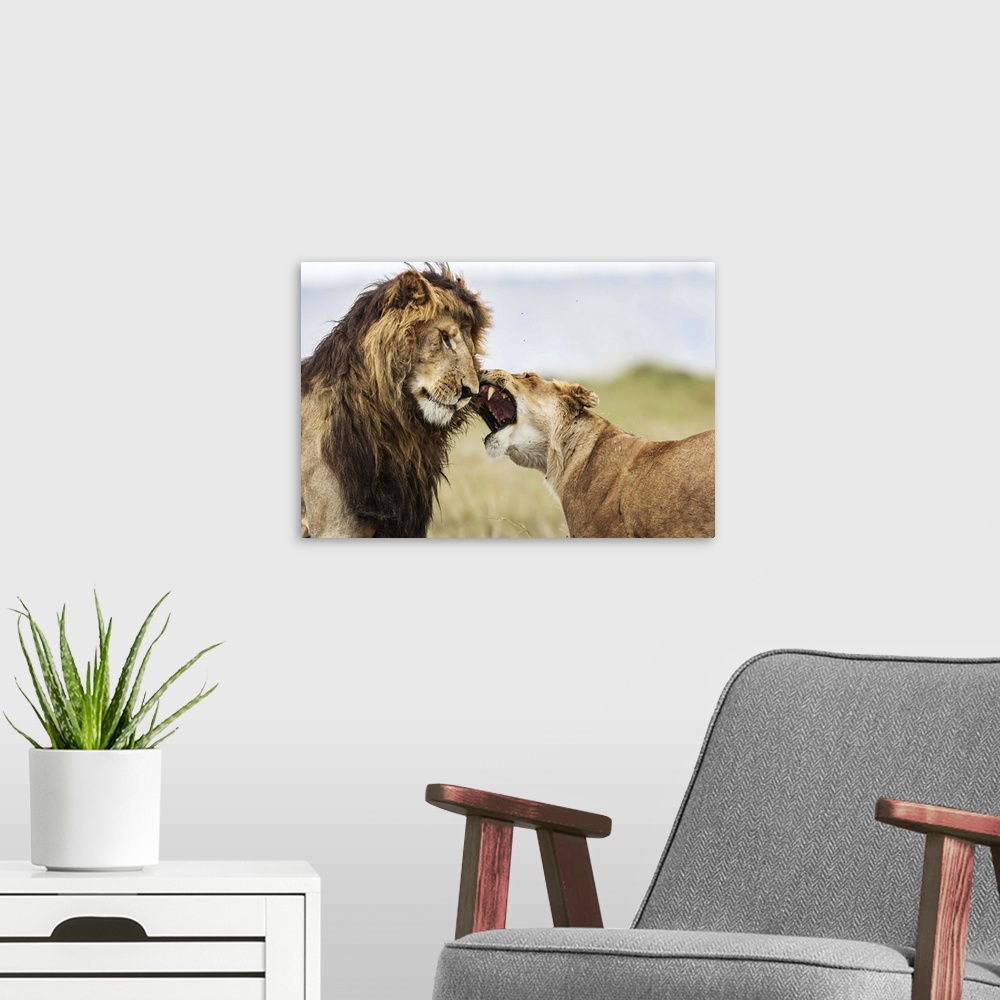 A modern room featuring A lioness roaring at a male lion, like a couple having an argument.