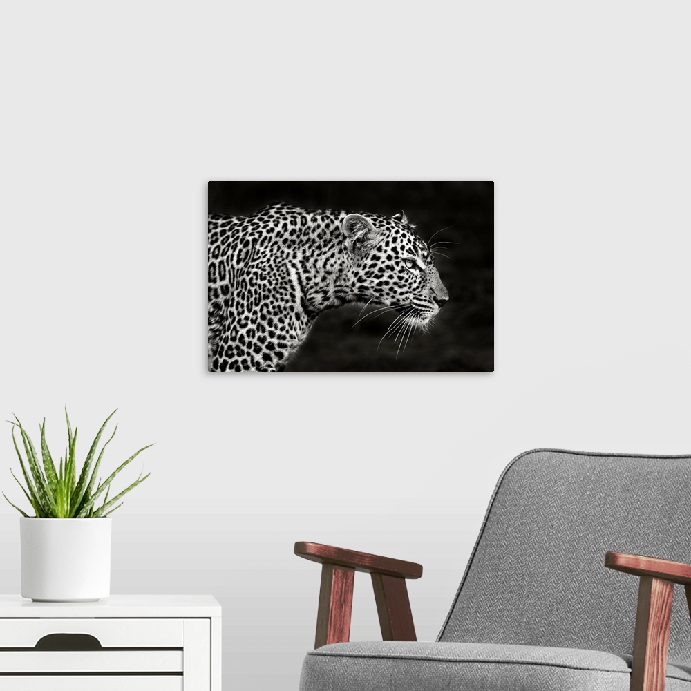 Leopard Close Up Black and White Leopard Pictures Wall Decor