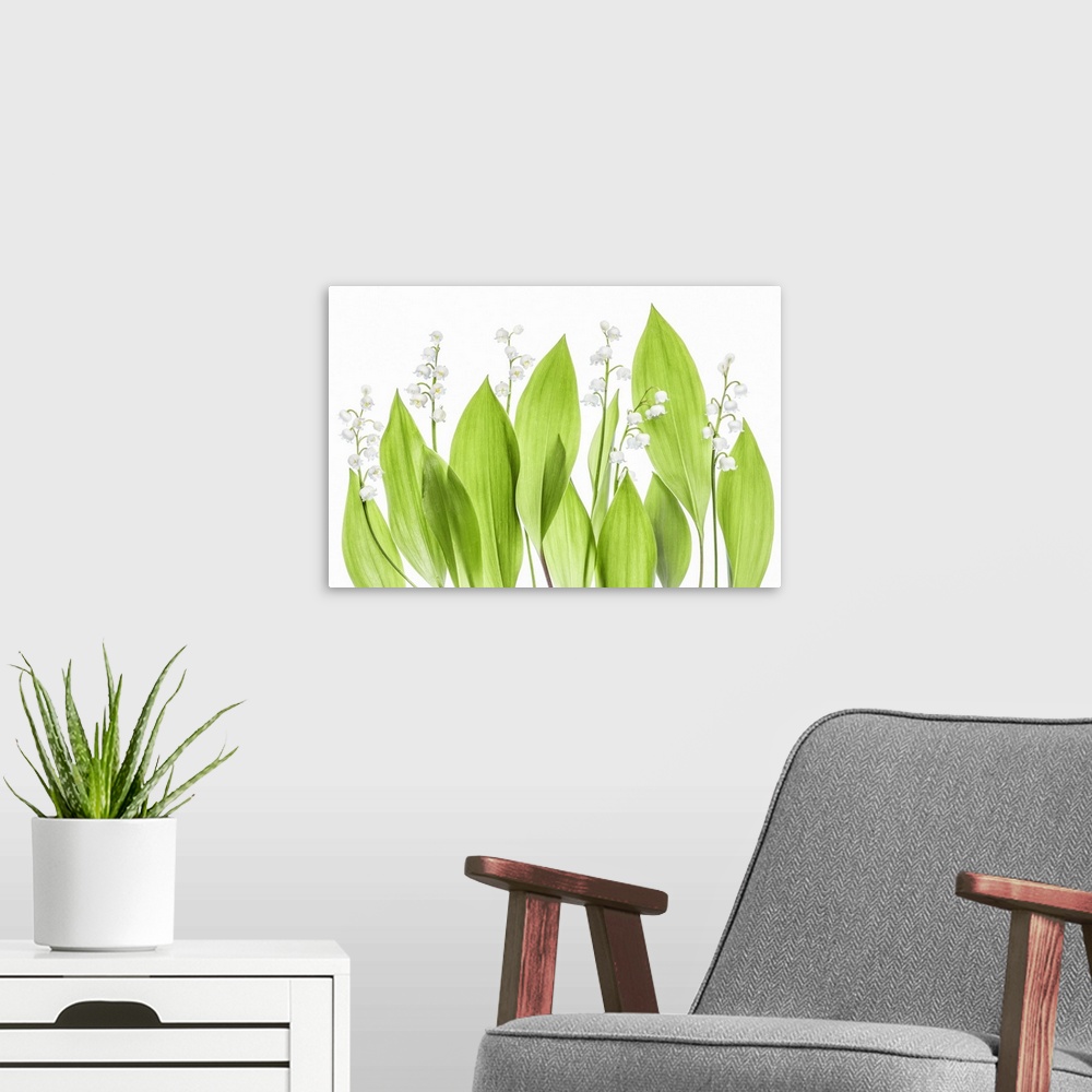 A modern room featuring Lily Of The Valley