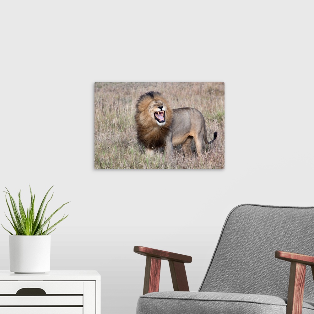 A modern room featuring A male lion roaring and baring his teeth in the savanna.