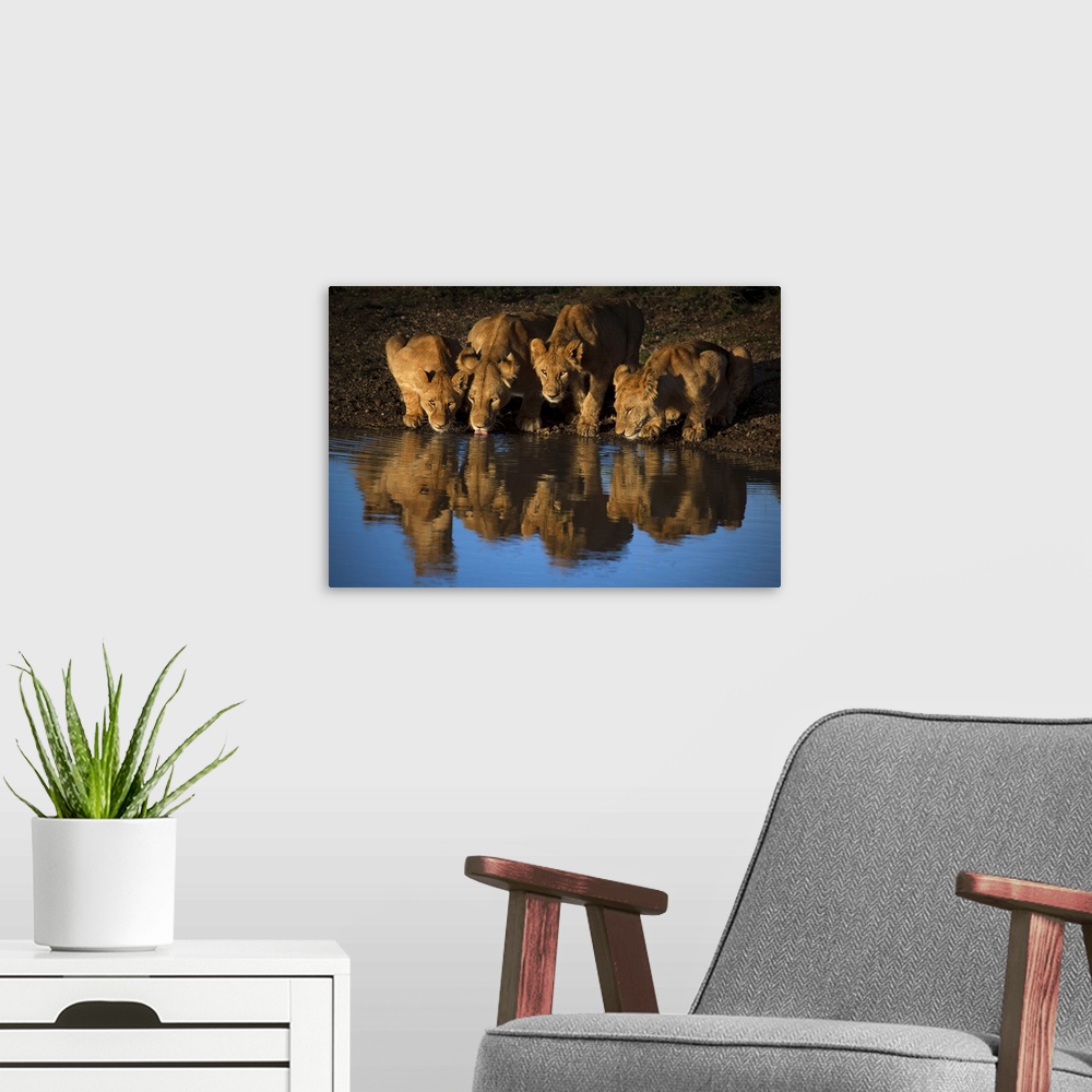 A modern room featuring A Lioness and her three cubs quenching their thirst at a waterhole.