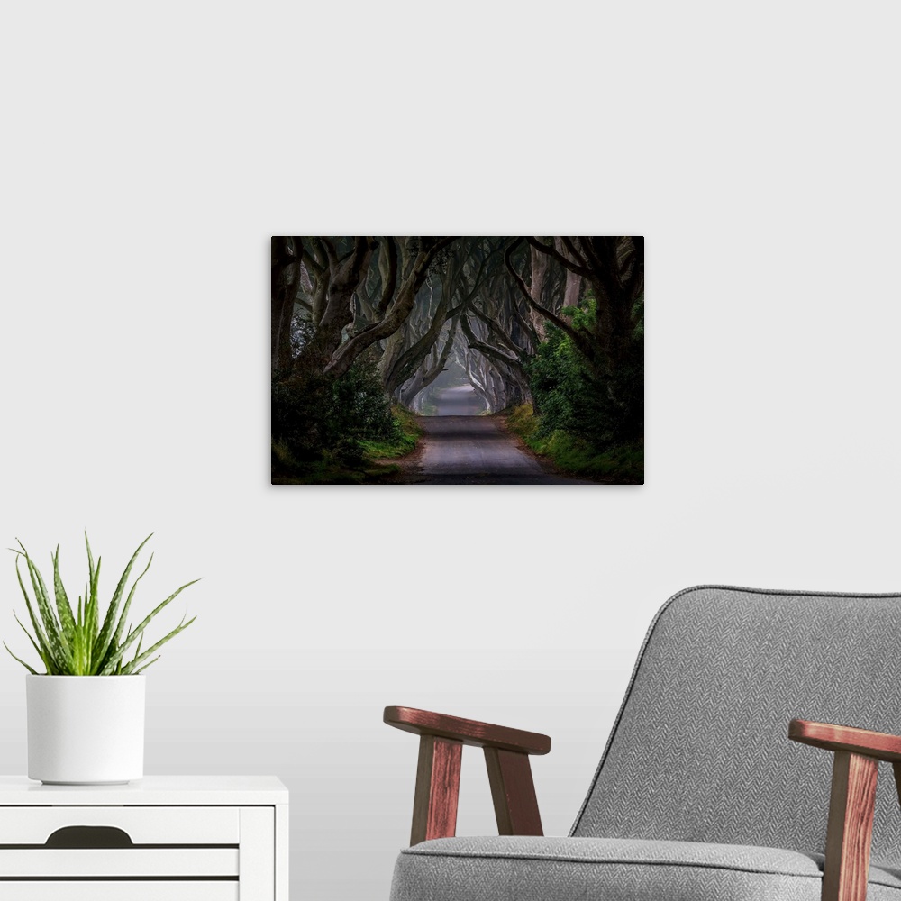 A modern room featuring Path through a dark and mysterious forest in Northern Ireland.