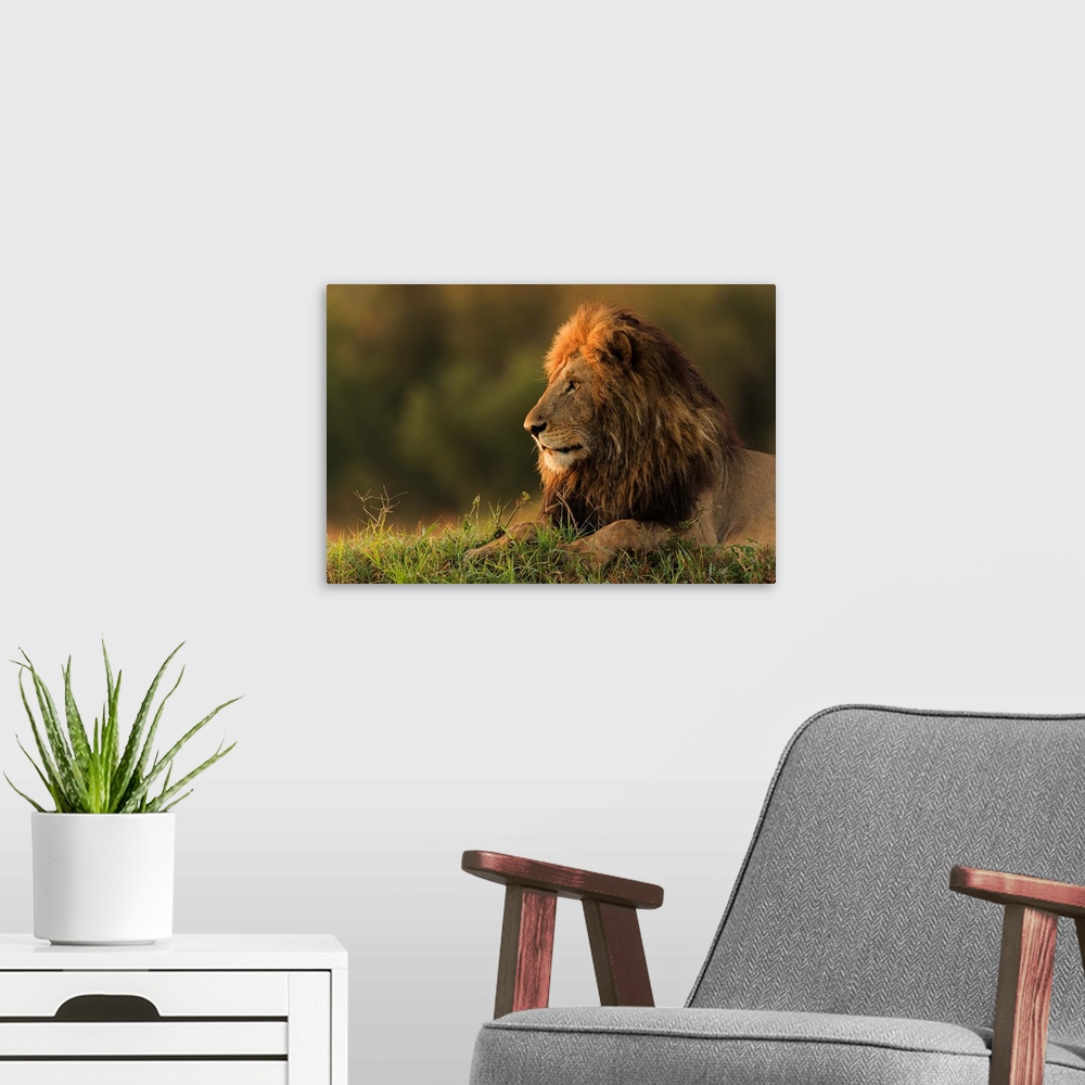 A modern room featuring Male Lion Watching Sunrise In Masai Mara