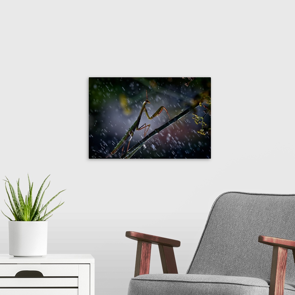 A modern room featuring A praying mantis caught in the rain.