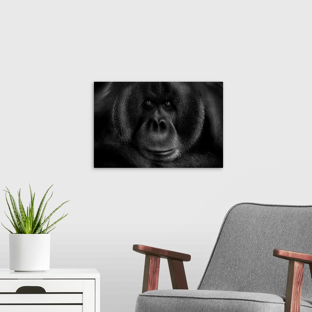 A modern room featuring Close-up portrait of an orangutan, filling up the frame.