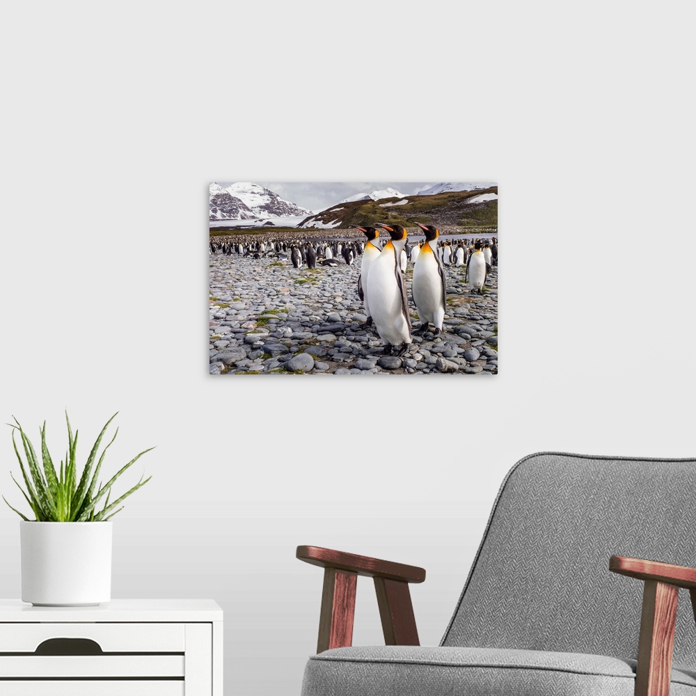 A modern room featuring Penguins Of Salisbury Plain