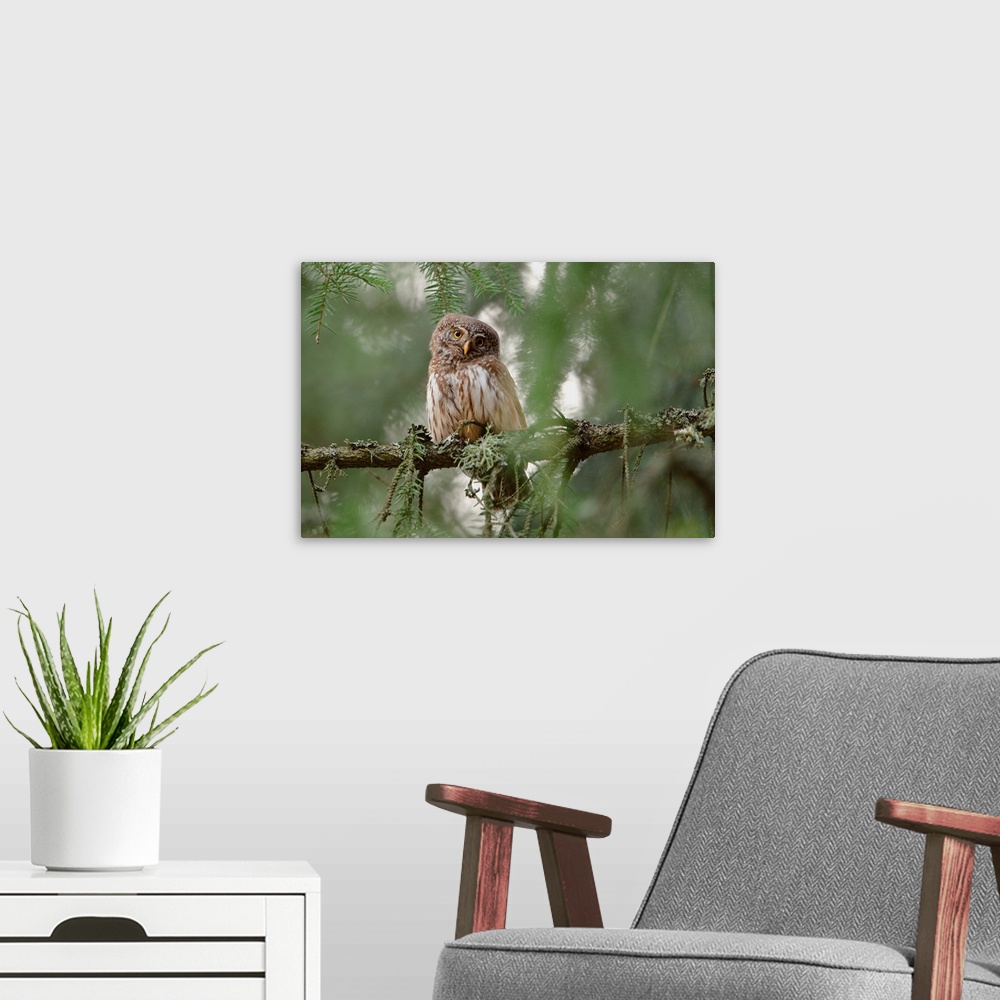 A modern room featuring Pygmy Owl