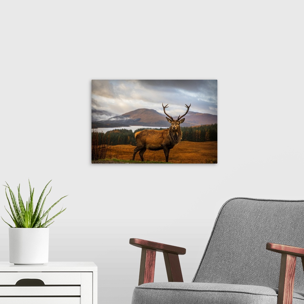 A modern room featuring Scottish Stag