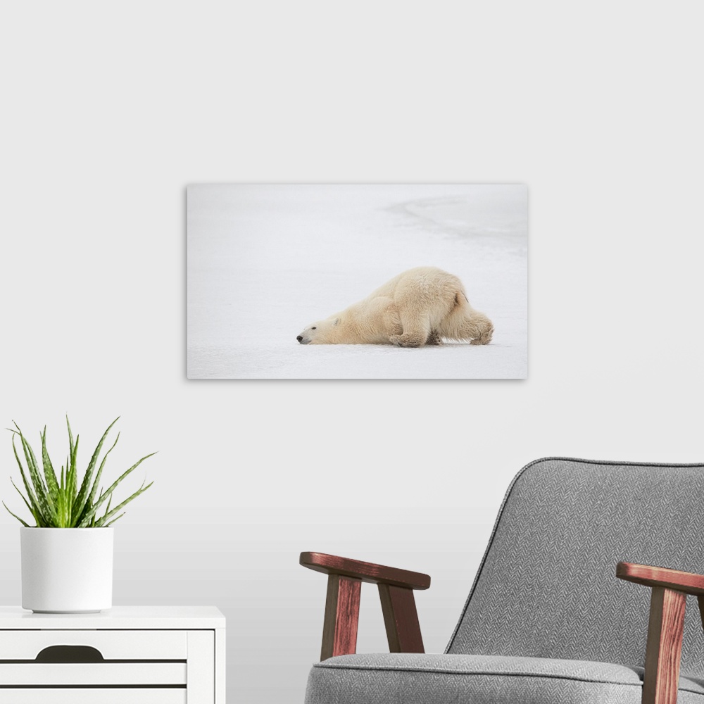 A modern room featuring Sliding Bear