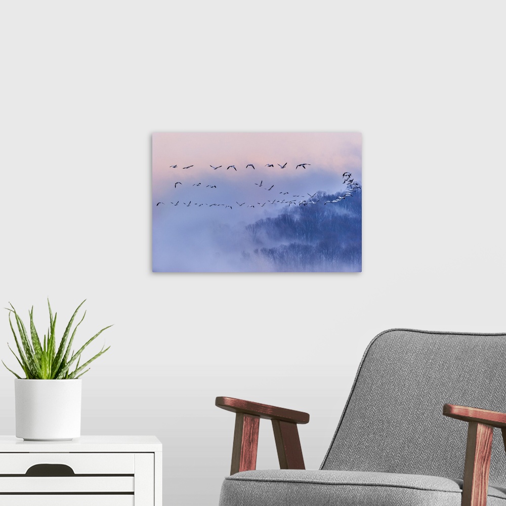 A modern room featuring Snow Geese