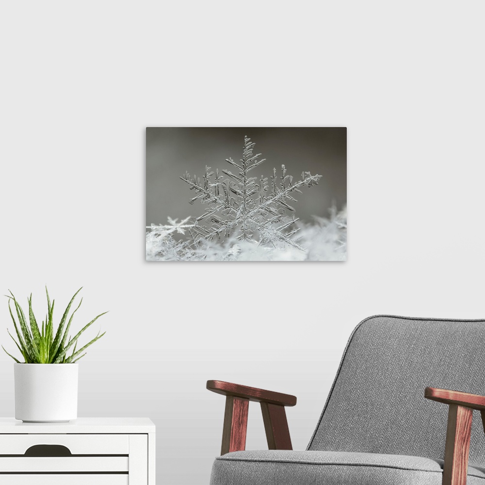 Snowflake Wall Art, Canvas Prints, Framed Prints, Wall Peels | Great ...