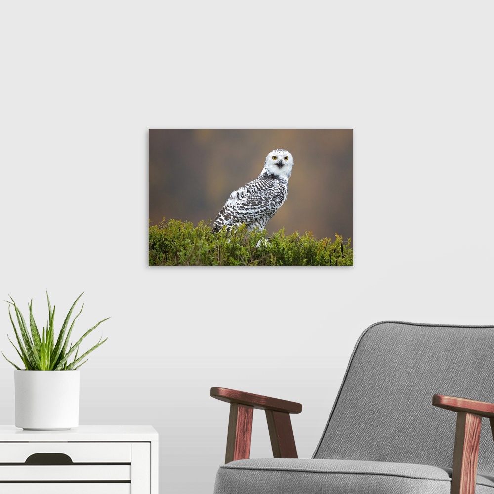 A modern room featuring A snowy owl calling and staring with large yellow eyes.