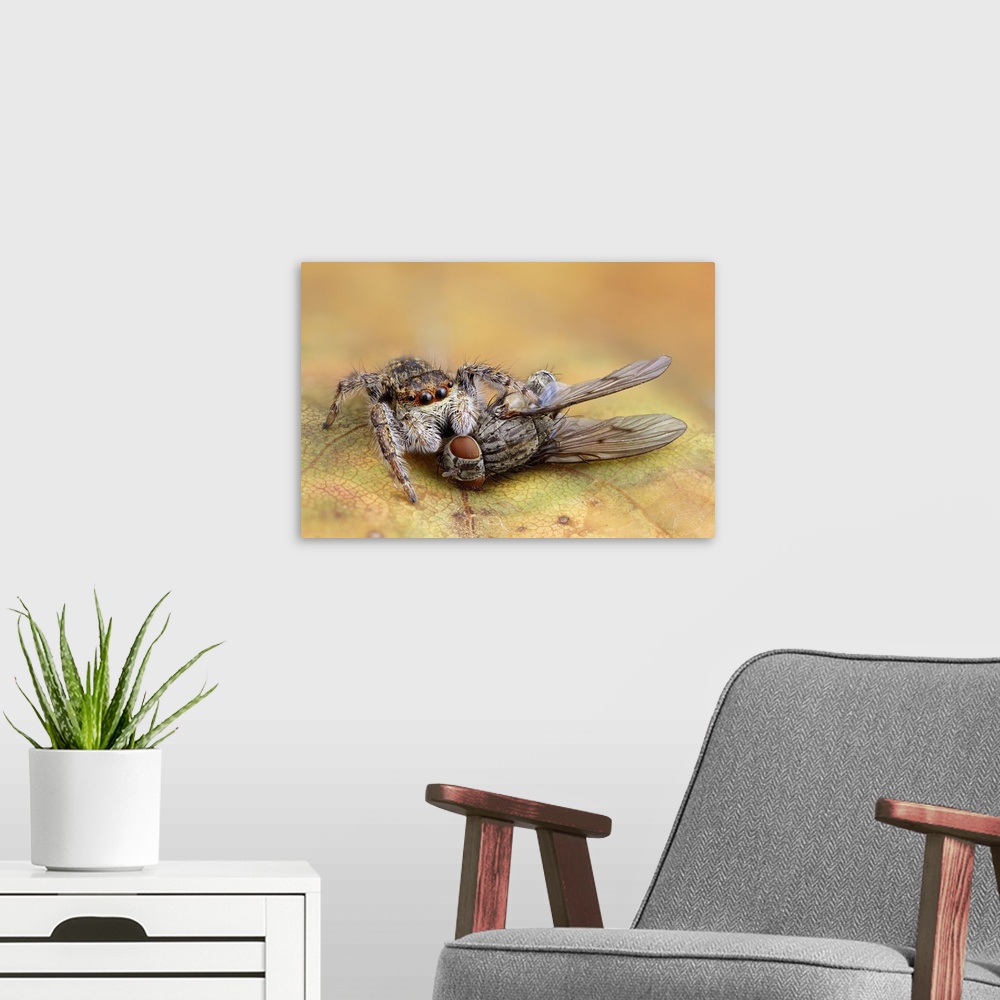 A modern room featuring Extreme macro photo of a spider eating a fly.