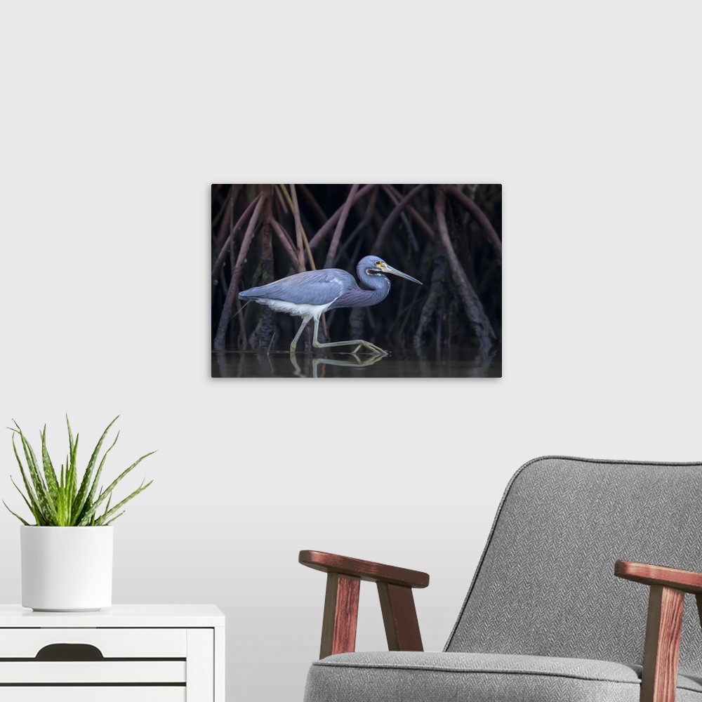 A modern room featuring A tricolored heron walking among tree roots in the water.