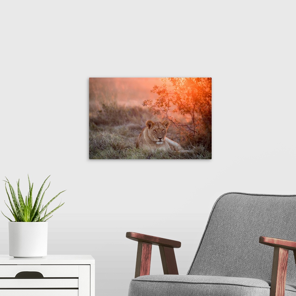 A modern room featuring Sunset Lioness