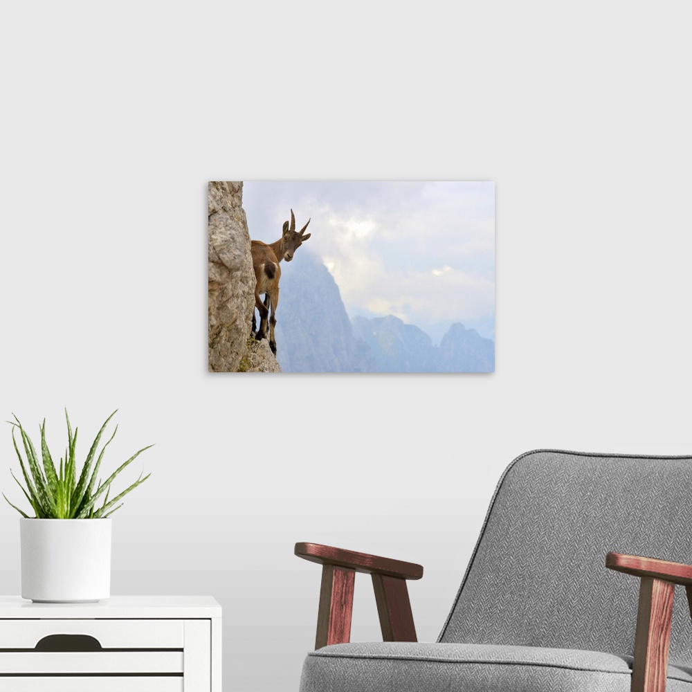 A modern room featuring A young goat stands on the edge of a mountain looking behind in curiosity.
