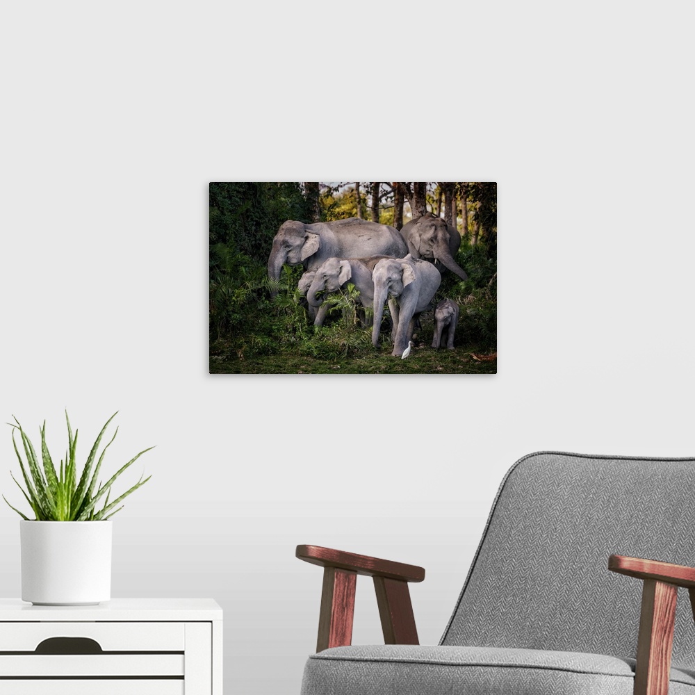A modern room featuring A family of Indian elephants in the jungle, eating foliage.