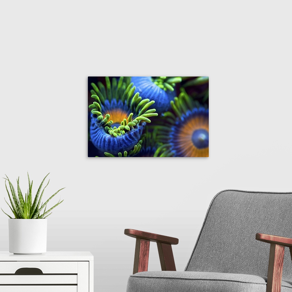 A modern room featuring Neon colored sea anemones with numerous tentacles in an aquarium.
