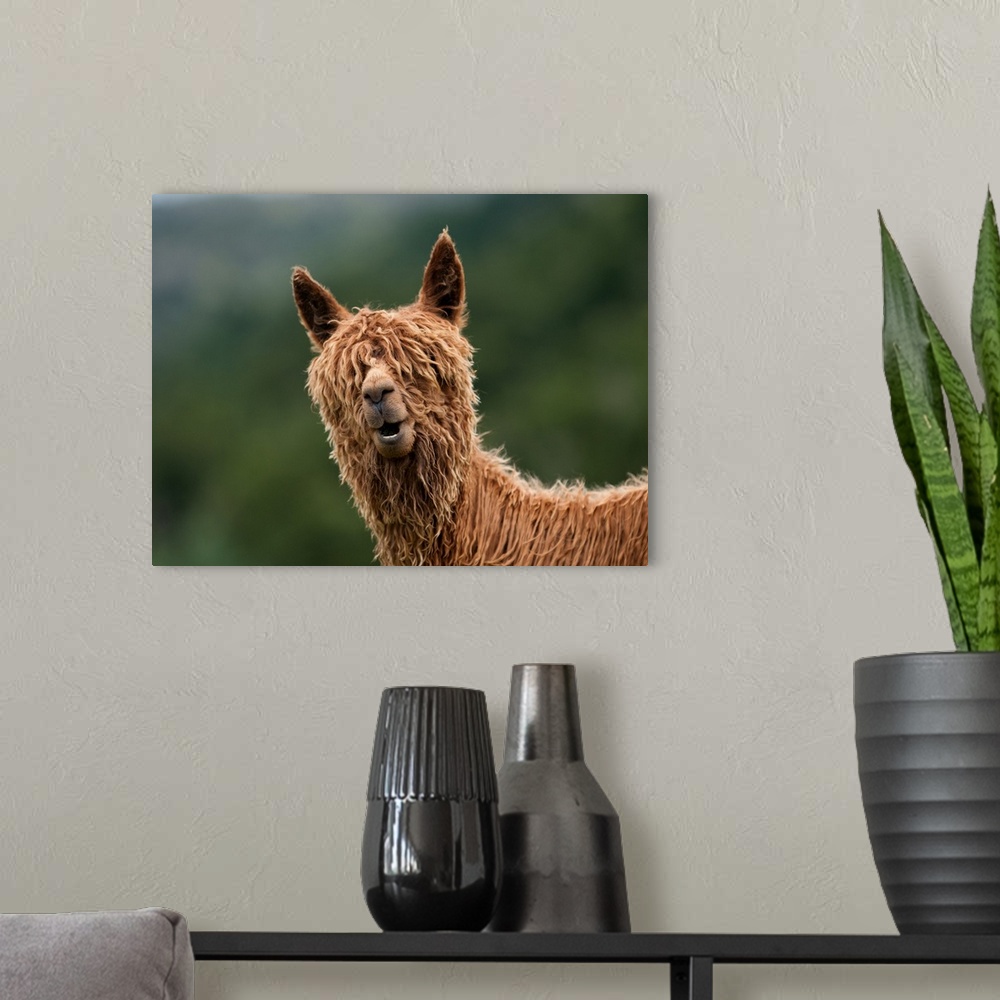 A modern room featuring Humorous image of a llama with shaggy fur covering its eyes.