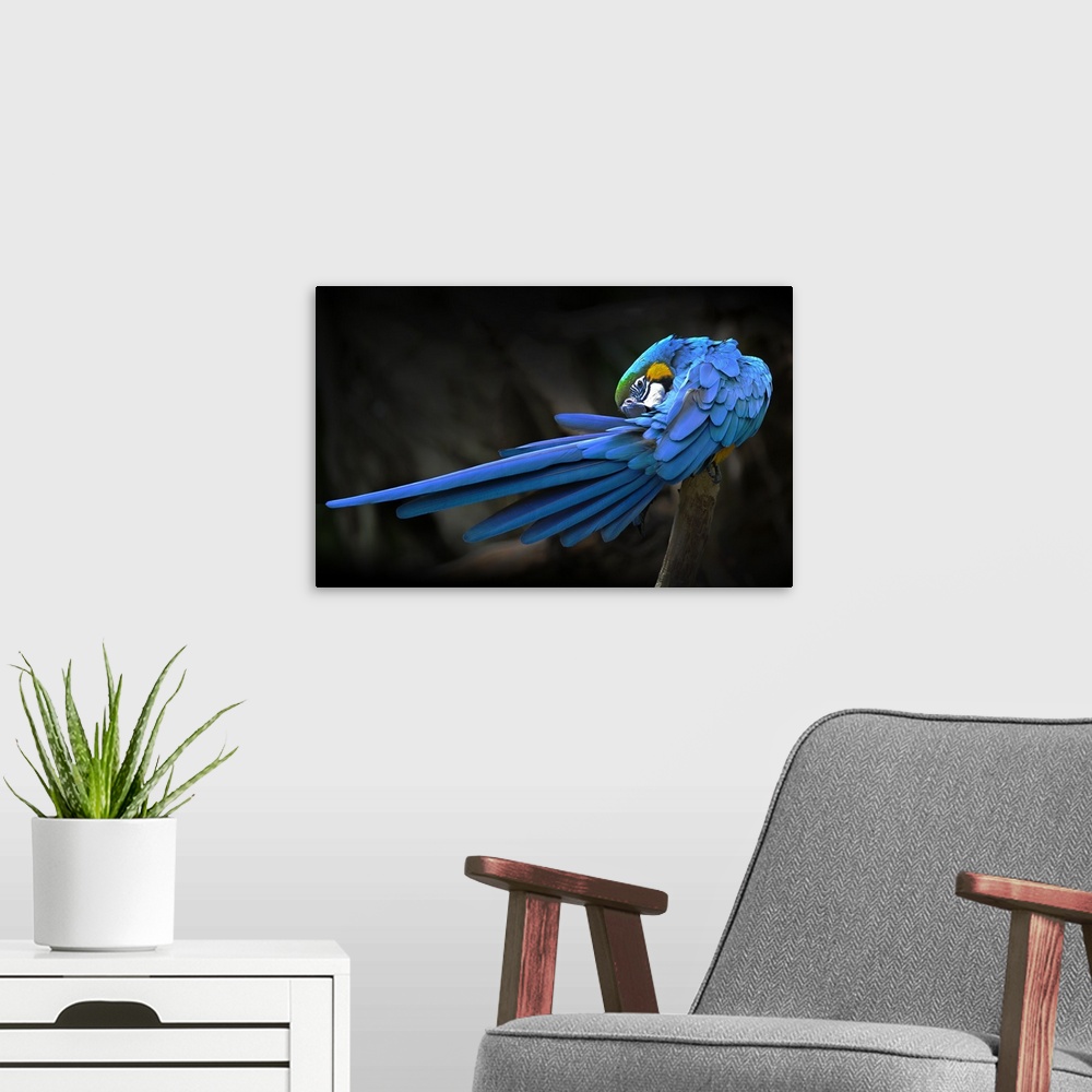 A modern room featuring A blue and gold macaw preening its tail feathers.