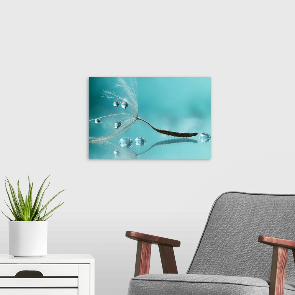 A modern room featuring A little dandelion seed posed with drop of water.