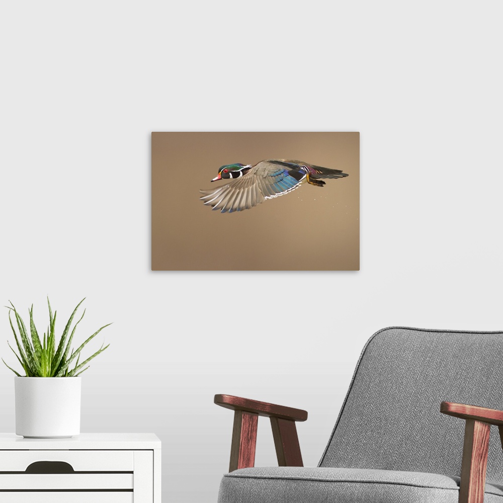 A modern room featuring A wood duck in mid flight, showing off the colors on his wings.