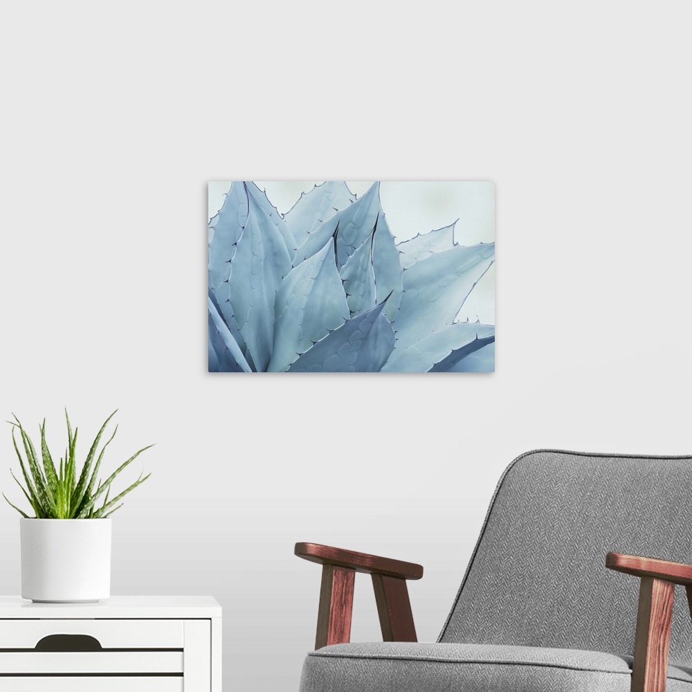 A modern room featuring Close up photo of the pointed leaves of a succulent plant.