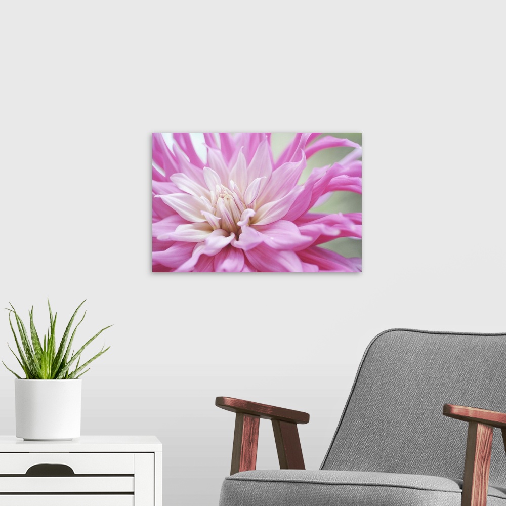 A modern room featuring Macro photograph of a dahlia flower, with a smooth gradient of pink shades on the petals.