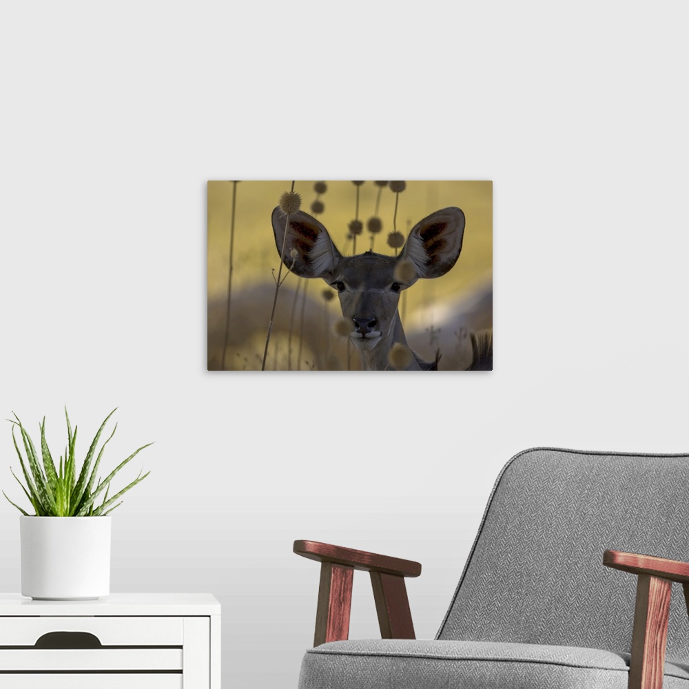 A modern room featuring A female antelope makes eye contact with the camera.